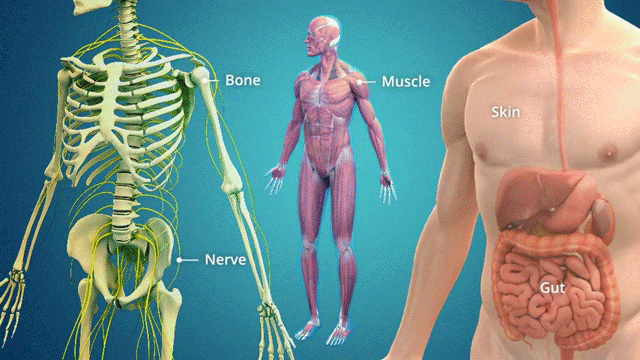 Patient Education Videos